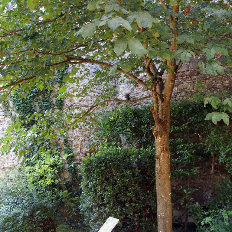 Arbre pour la commémoration...