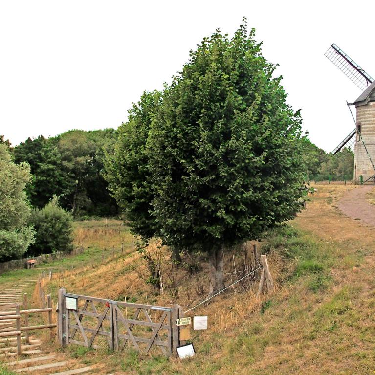 Sentier de la Montagne