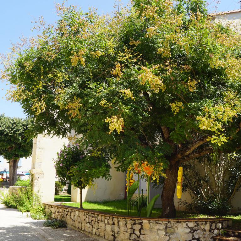 Arbre